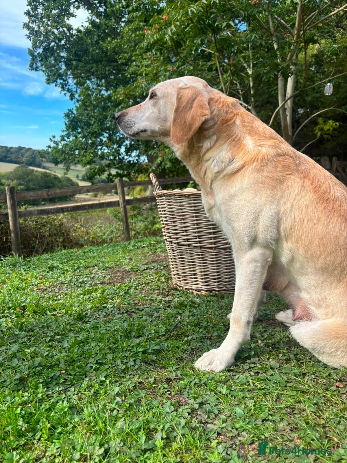Labrador Retriever dogs Kc registered yellow Labrador puppies - Advert 18
