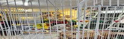 Budgerigars birds for sale: Budgies with cage - Advert 2