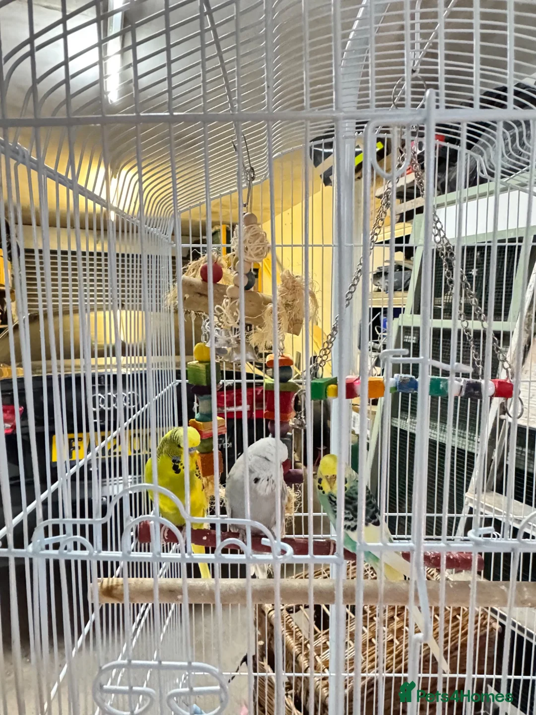 Budgerigars birds for sale: Budgies with cage - Advert 2