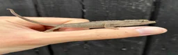 Chameleon reptiles for sale: Jackson Chameleon babies - Advert 4