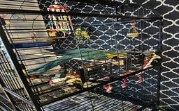 Macaws birds for sale: Baby blue and gold macaw  - Image 5