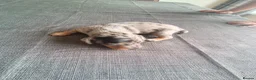 Miniature Dachshund dogs for sale: Miniature Dachshund pups  - Advert 3