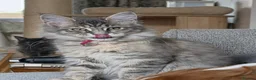 Maine Coon cats for sale: TICA Registered Maine Coon Kittens - Advert 5