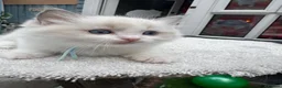 Ragdoll cats for sale: Gccf (champion) ragdoll kittens  - Advert 31