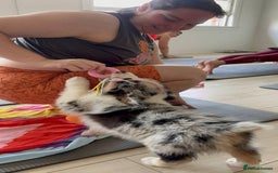 Australian Shepherd dogs for sale: our final Australian Shepherd litter for sale - Image 1