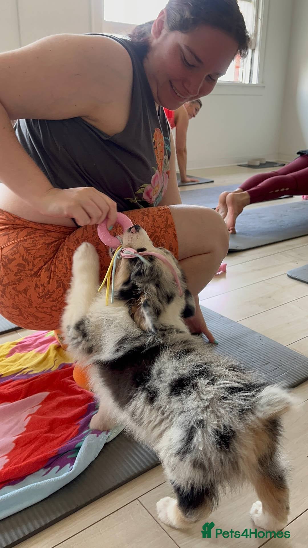 Australian Shepherd dogs for sale: our final Australian Shepherd litter for sale - Image 1