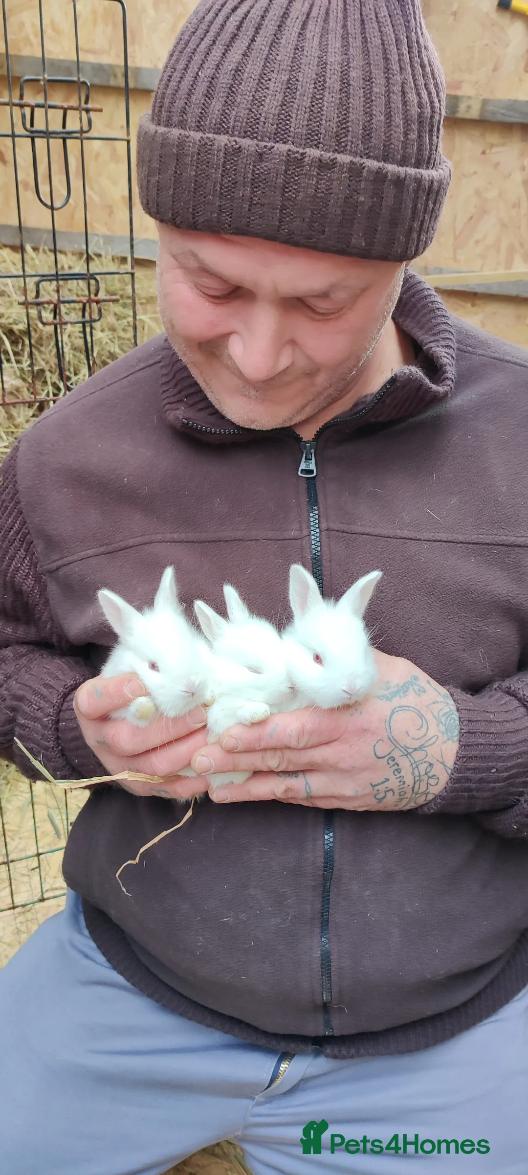 New Zealand rabbits for sale: New Zealand white rabbits - Advert 1