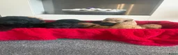 Cockapoo dogs for sale: Our Beautiful Cockapoo Puppys ❤️ - Advert 8