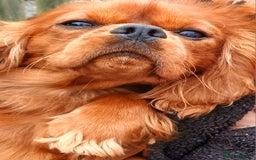Cavalier King Charles Spaniel dogs for stud: Cavalier KC reg health tested proven stud  - Image 4