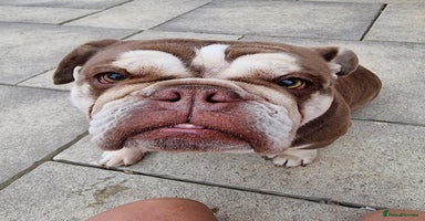 English Bulldog dogs - Advert 11