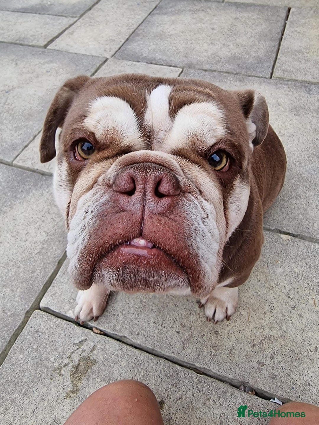 English Bulldog dogs for sale: 3 Year old Beautiful Chocolate and Tan Female - Image 3