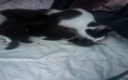 Mixed Breed cats for sale: Kittens black two short haired 1 long haired  - Image 6