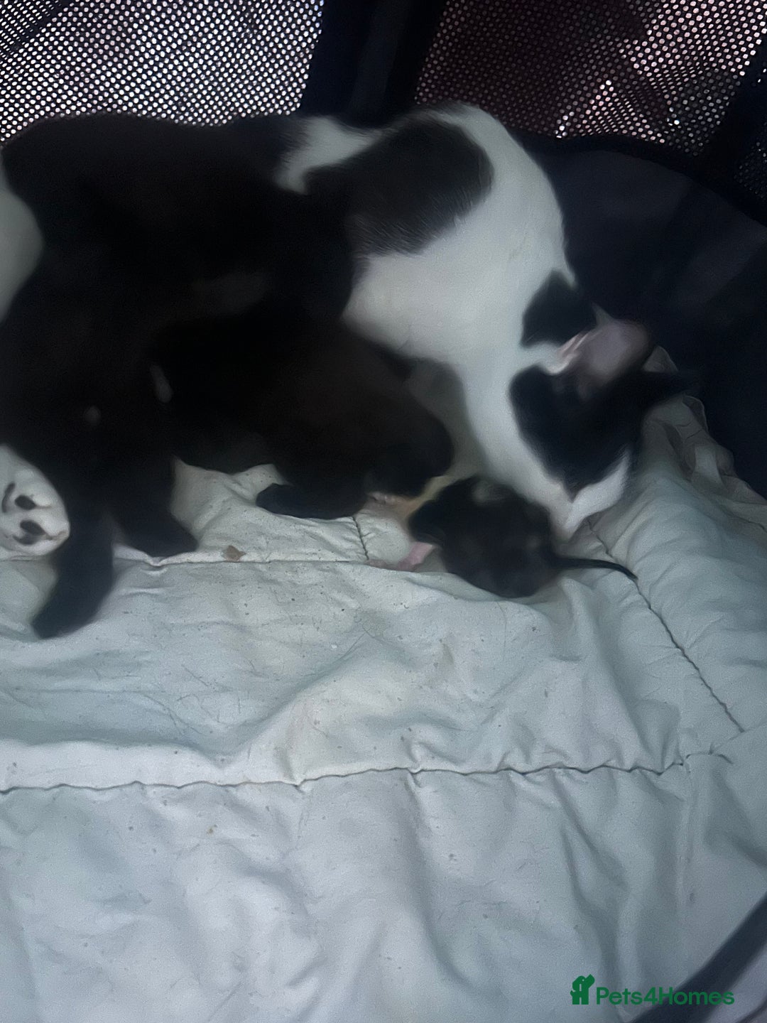 Mixed Breed cats for sale: Kittens black two short haired 1 long haired  - Image 6
