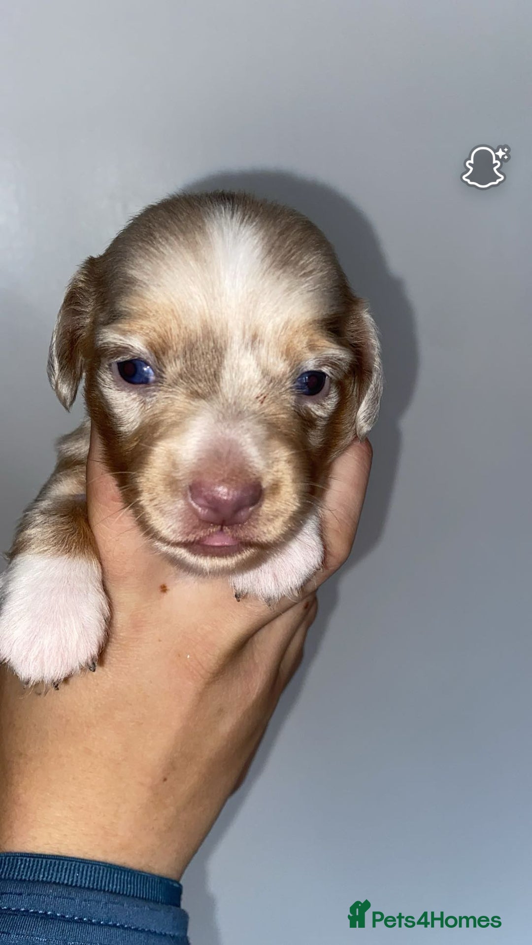 Miniature Dachshund dogs for sale: miniature isabella dapple dachshund  - Image 1