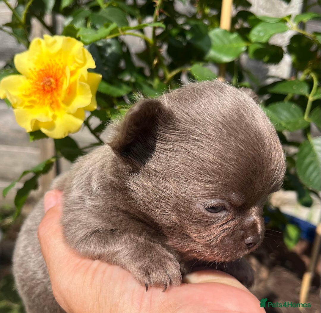 Chihuahua dogs for sale: BEAUTIFUL LONGCOAT BOYS - Image 4