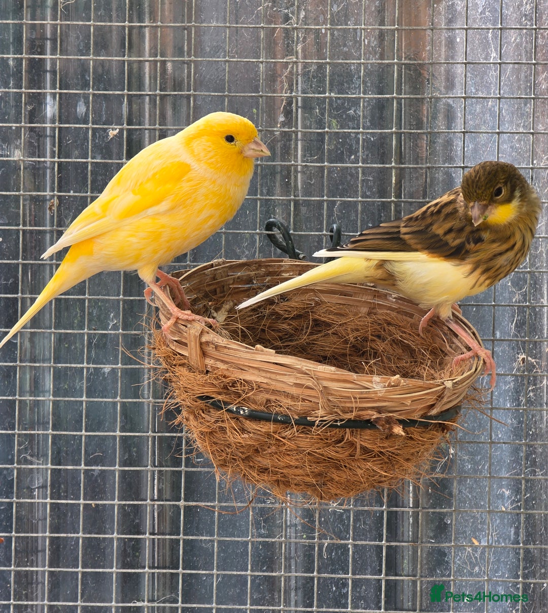 Canaries birds for sale: 9 canaries for sale £15 each - Image 7
