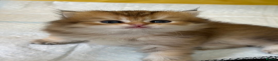British Longhair Kitten 2