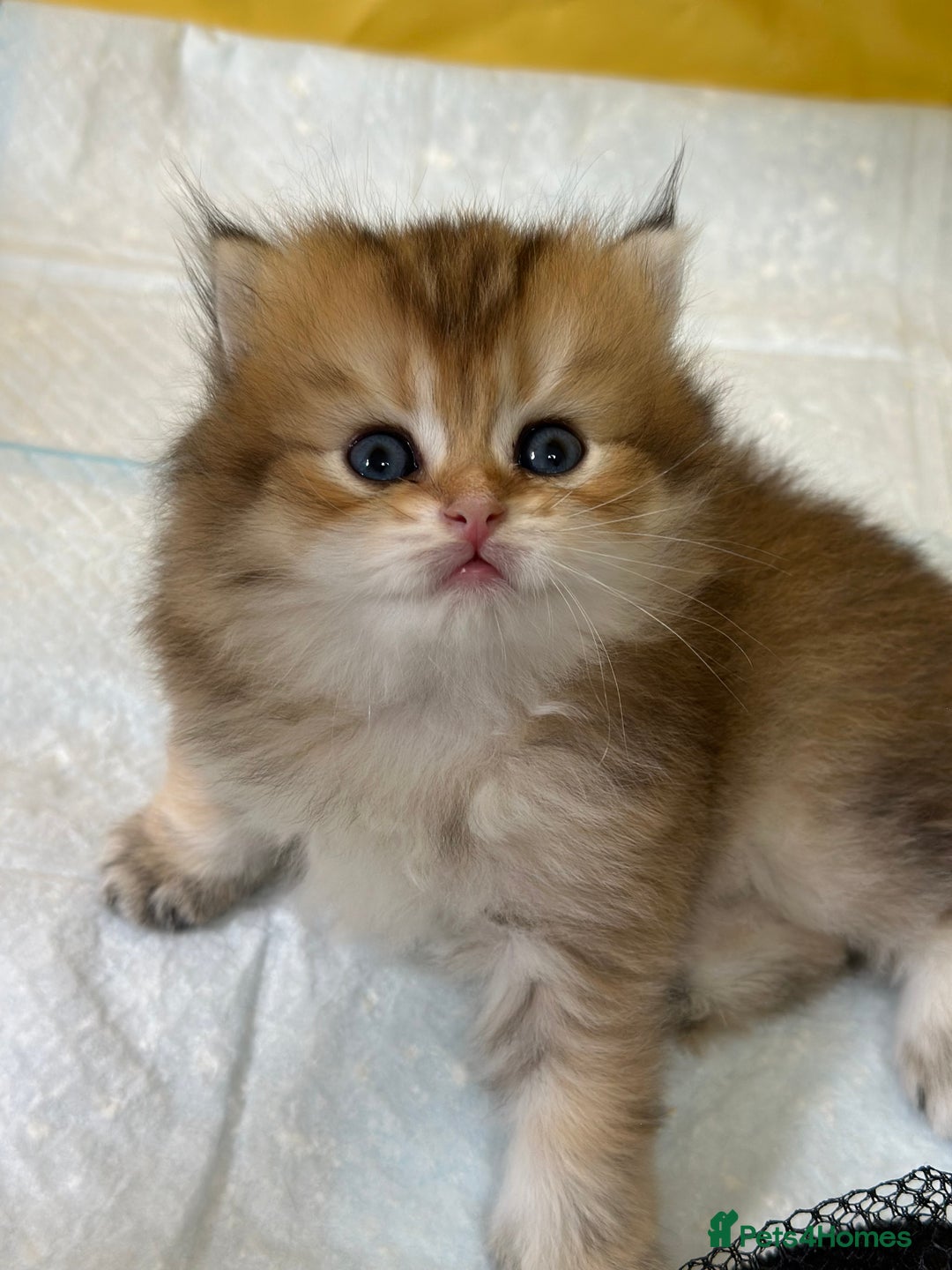 British Longhair cats for sale: Blue golden shaded of the world 🏆's offspring - Image 13
