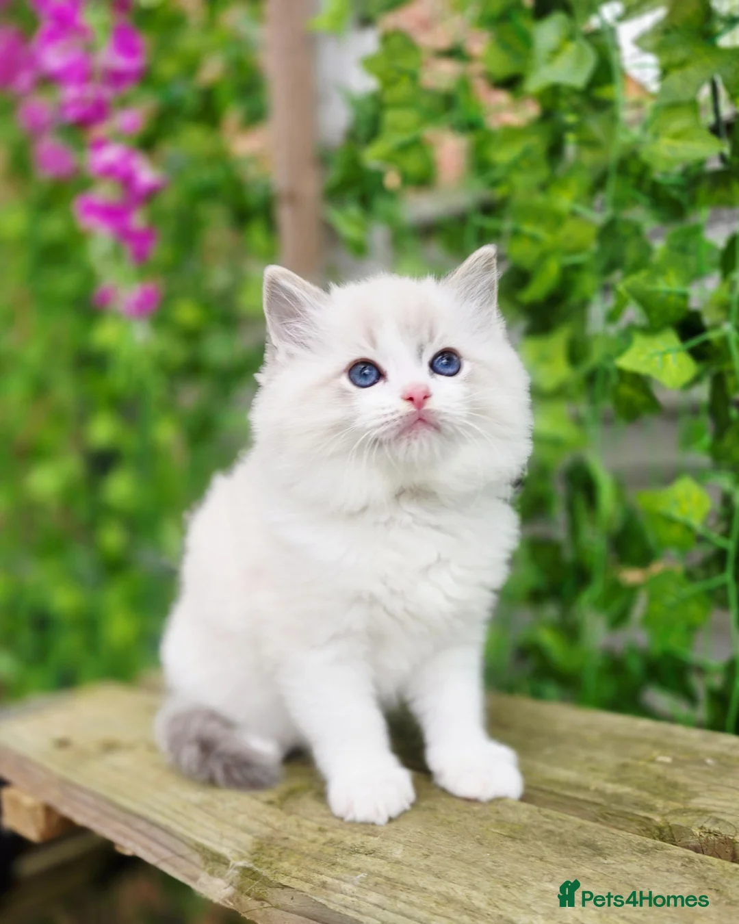 Ragdoll cats for sale: 5 amazing European babies.  Tica registered  - Advert 12