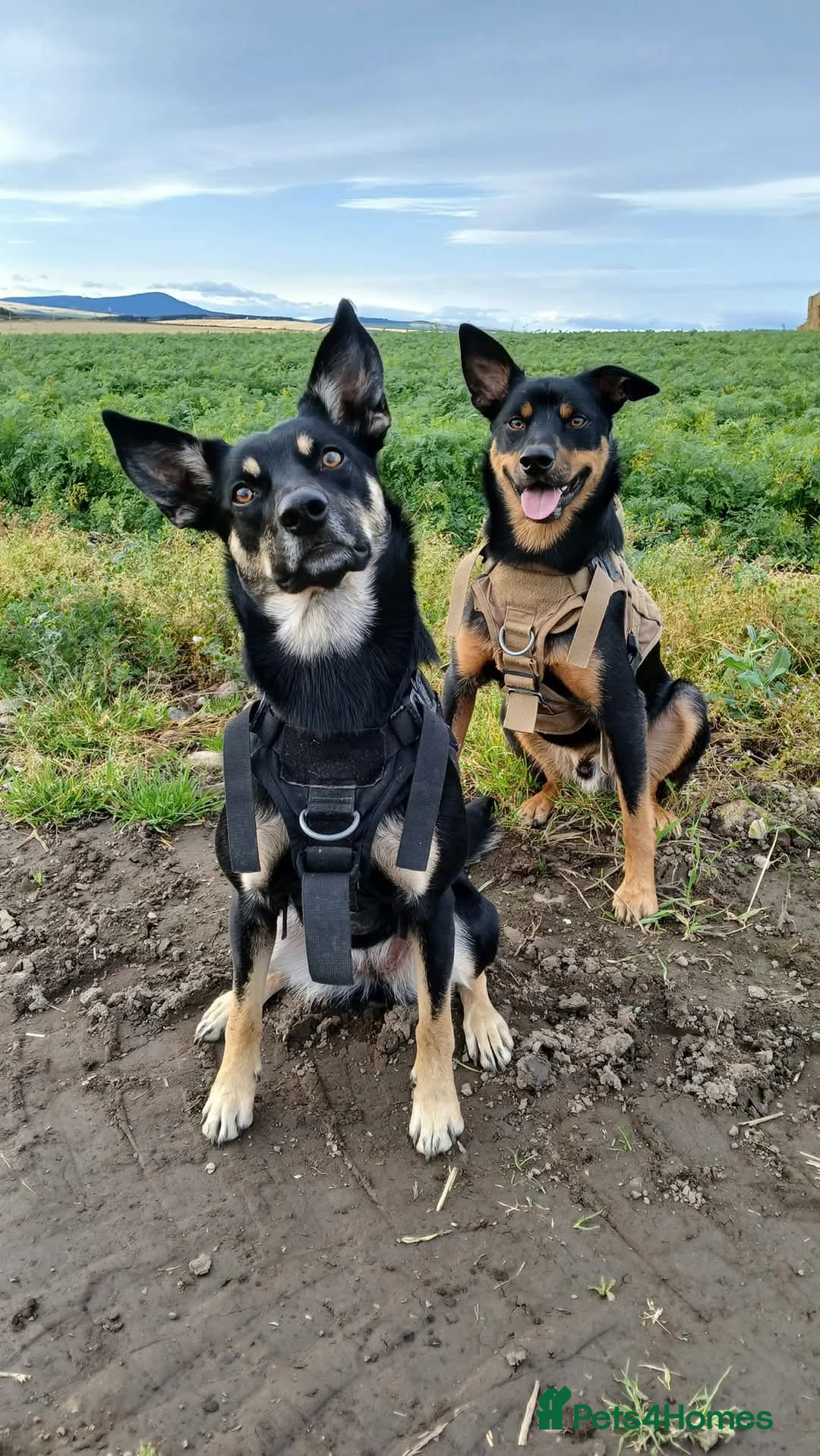 Australian Kelpie dogs for sale: Rehome Australian Kelpie  in Banff - Advert 1