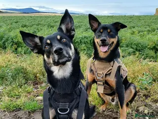 Australian Kelpie dogs Rehome Australian Kelpie - Advert 2