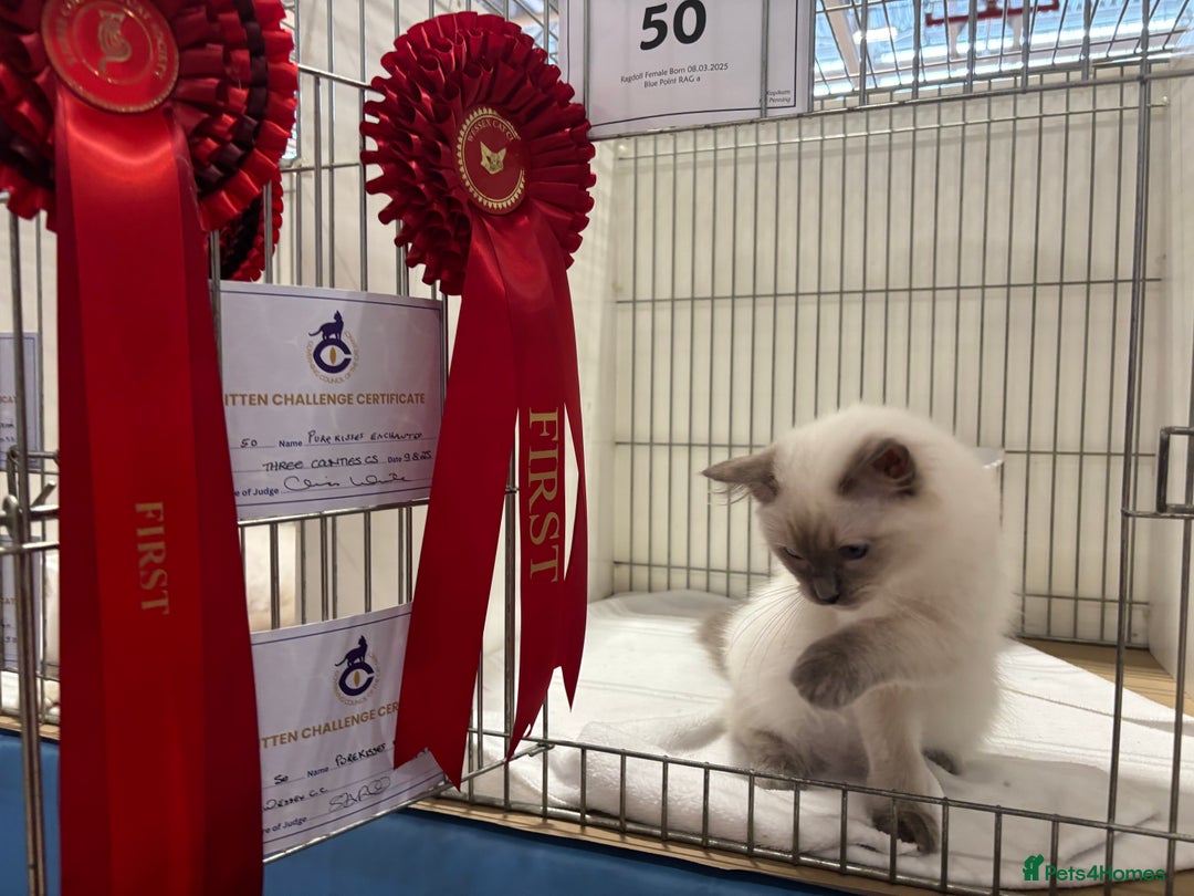 Ragdoll cats for sale:  gccf blue mitted girl simply stunning  - Advert 9