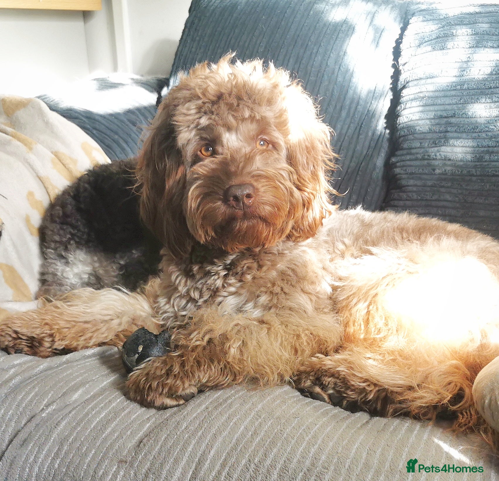 Cockapoo dogs DNA & BVA Heath Tested Chocolate Cockapoo STUD - Advert 21