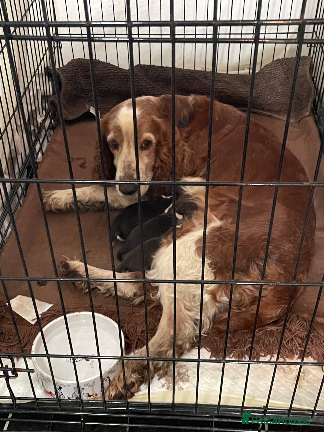 Mixed Breed dogs for sale: Sprollie pups for sale - Advert 24