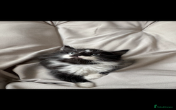 Mixed Breed cats for sale: Beautiful Mixed Breed Kitten  - Image 6