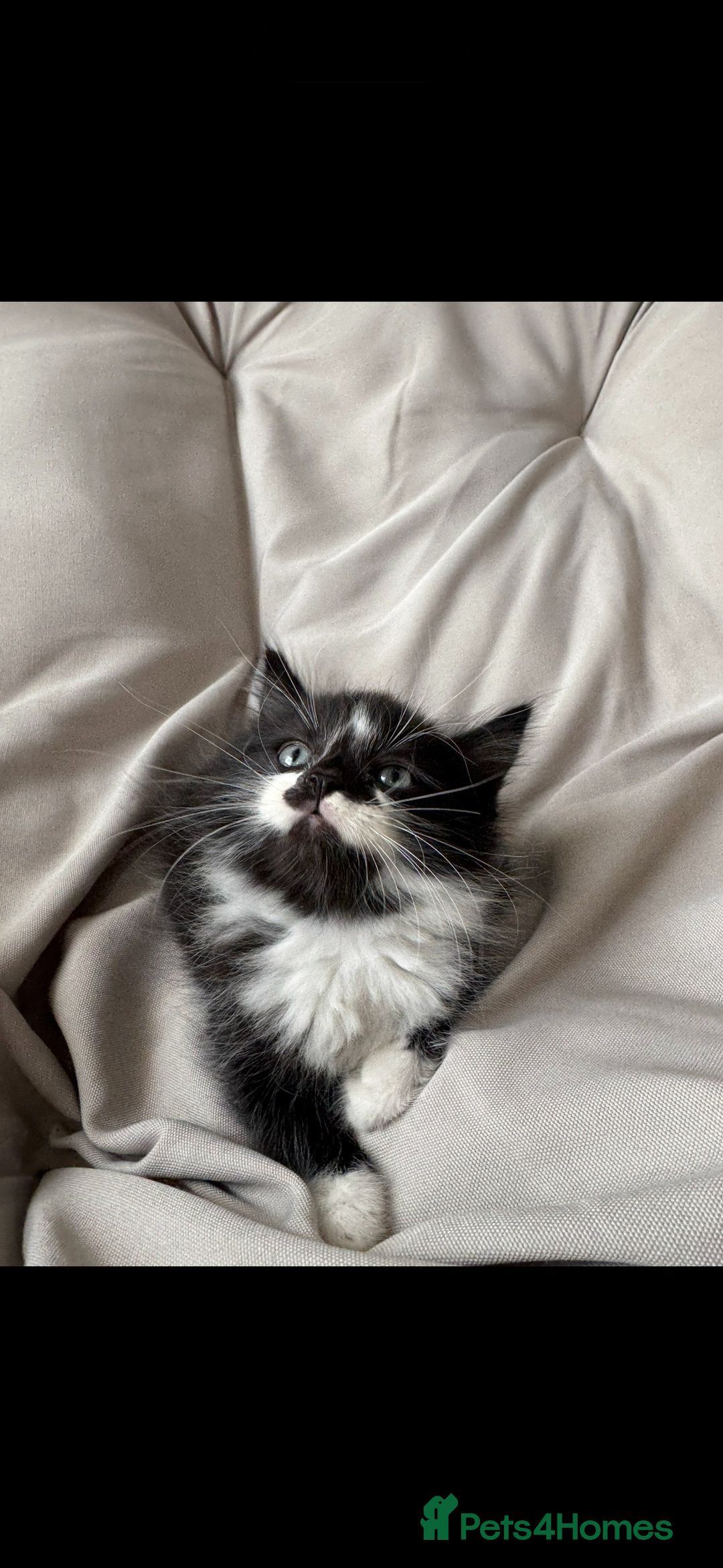 Mixed Breed cats for sale: Beautiful Mixed Breed Kitten  - Image 6