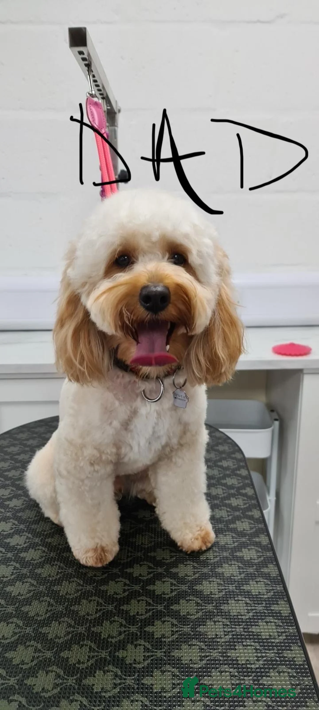 Cockapoo dogs for sale: Mini cockapoo F2 - Advert 9