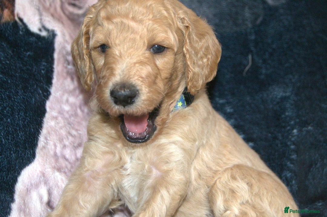 Standard Poodle dogs for sale: Beautiful standard poodle puppies - Advert 9