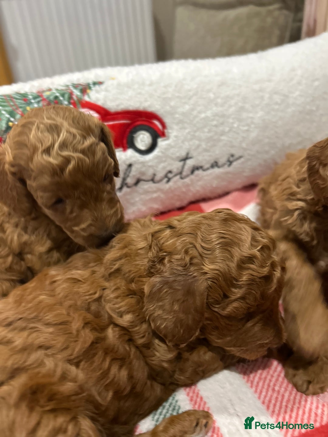 Miniature Poodle dogs for sale: 🐩Gorgeous deep red miniature poodles - Advert 4