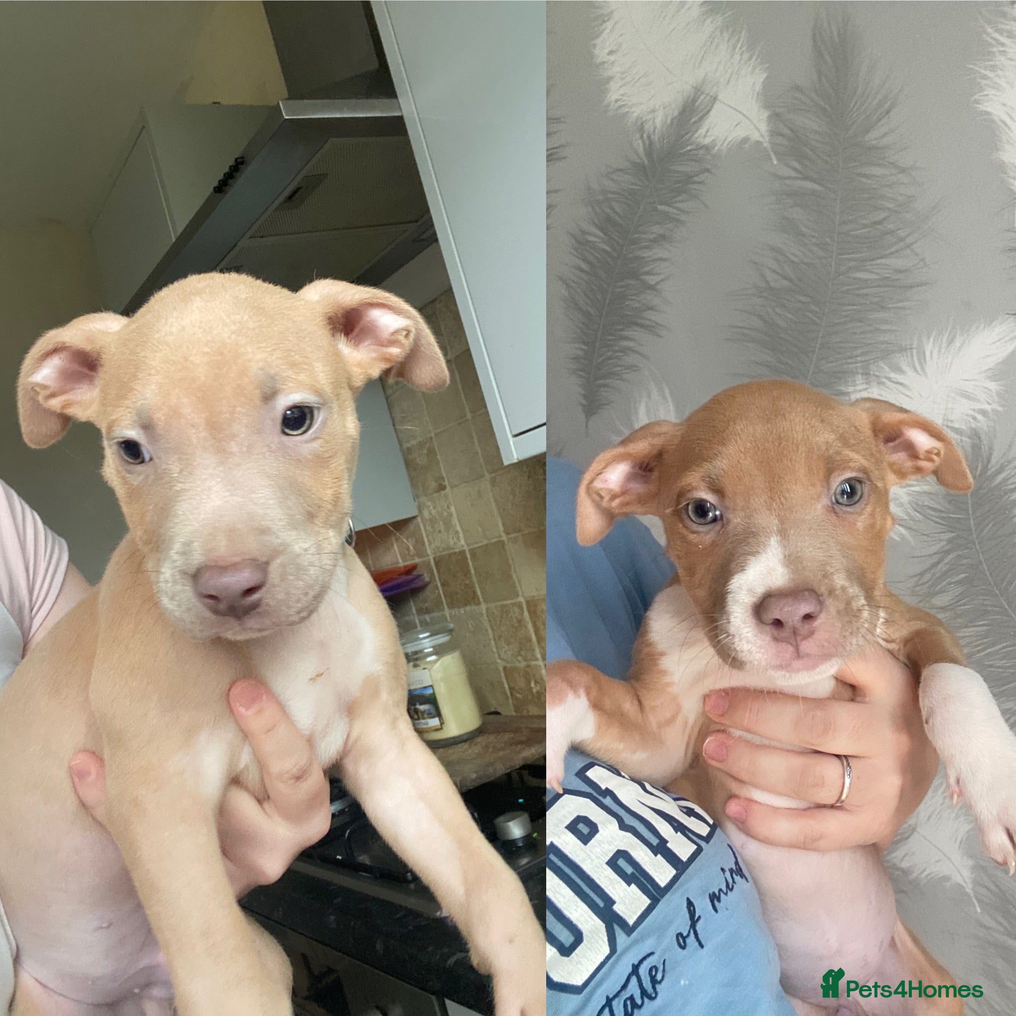 American Bully dogs ❗️READY TO LEAVE TODAY❗️3 LEFT! - Advert 7