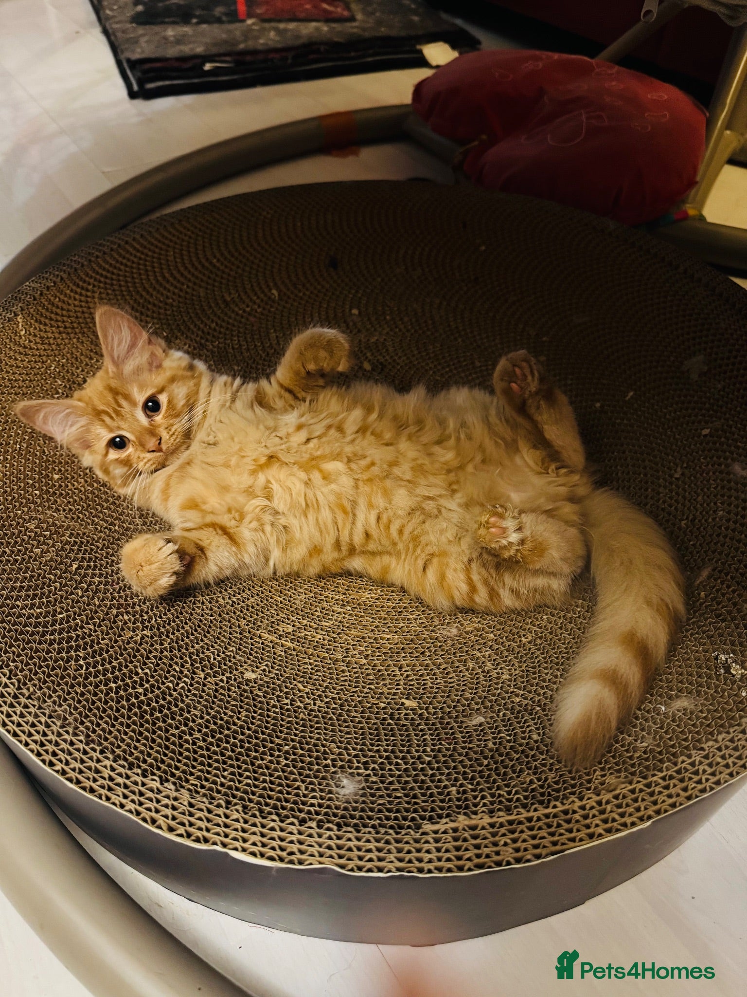 Mixed Breed cats Gorgeous longhair Girl with 4 weeks insurance - Advert 1