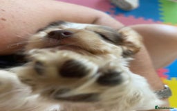 Cocker Spaniel dogs for sale: Show type cocker spaniels  - Image 37