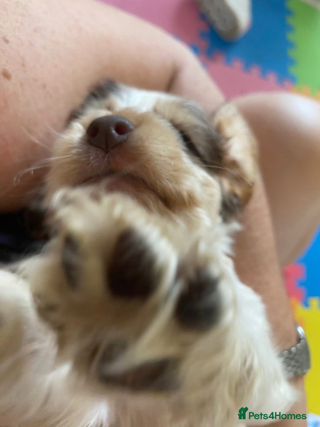 Cocker Spaniel dogs for sale: Show type cocker spaniels  - Image 37