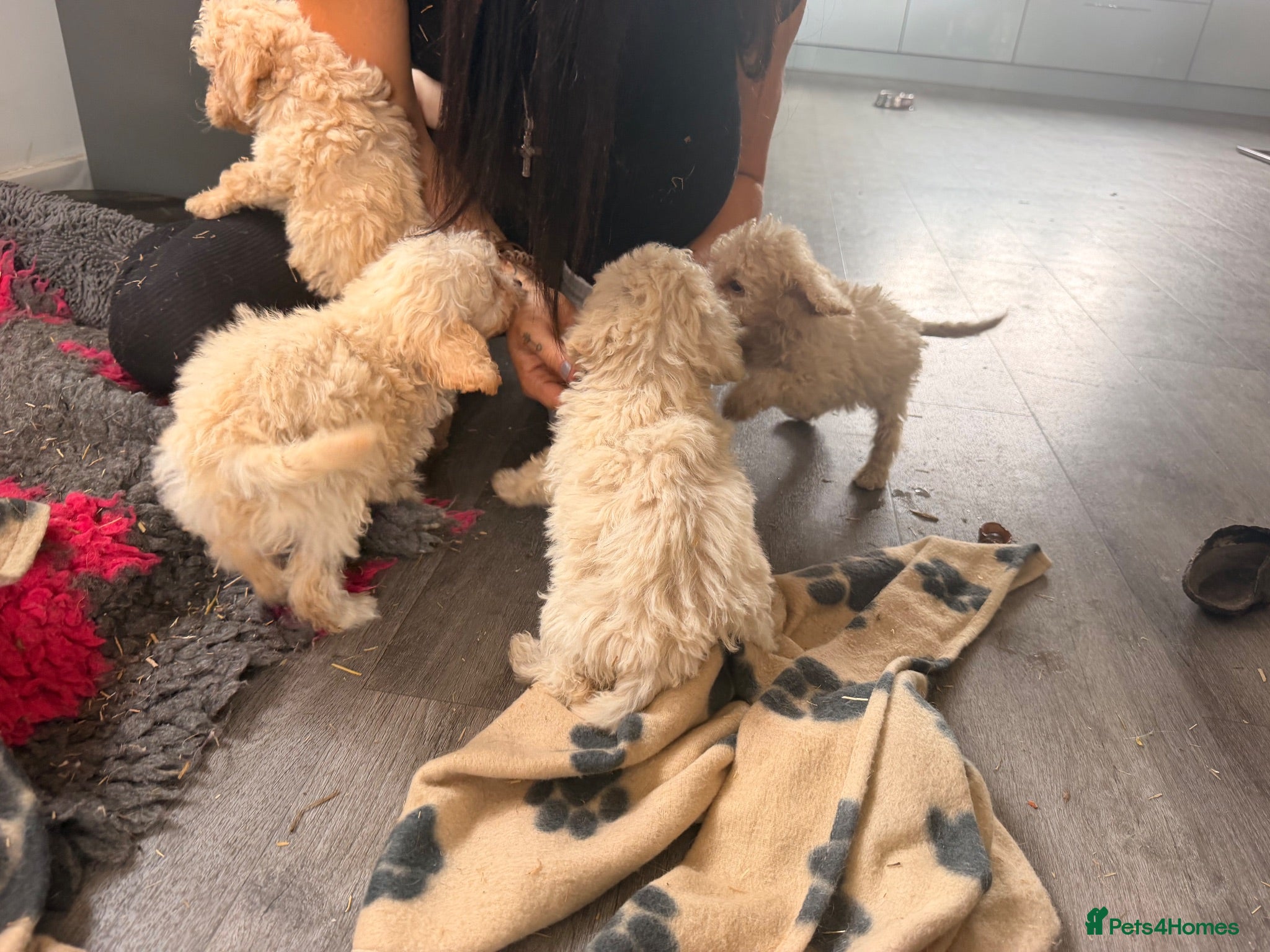 Cockapoo dogs F1b cockerpoos ready tomorrow  - Advert 2