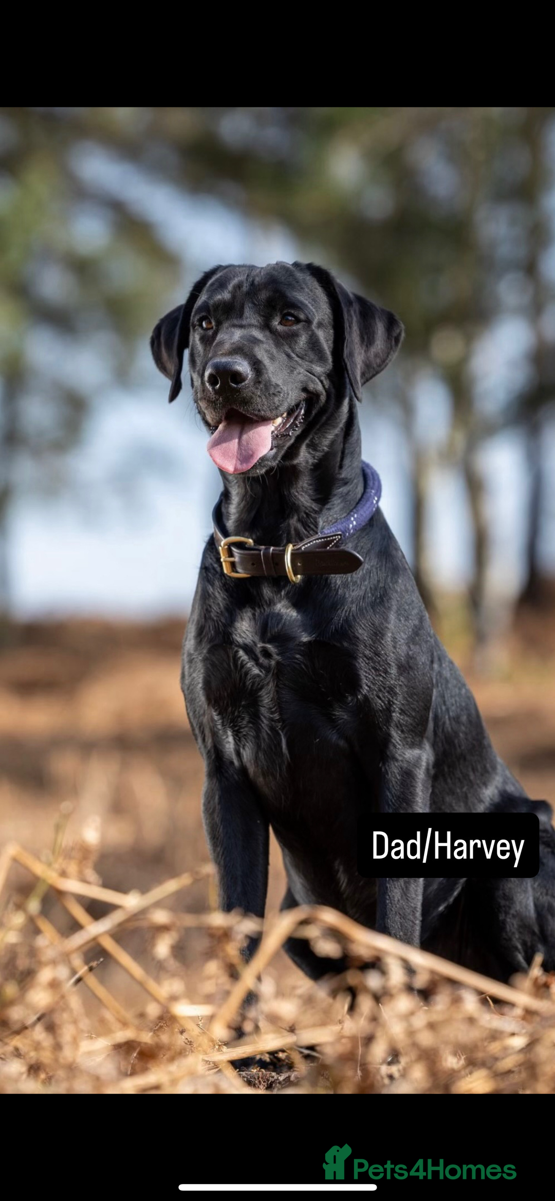 Labrador Retriever dogs for sale: Male Labrador Puppy - Advert 7