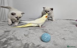 Ragdoll cats for sale: Purebred Blue Point Ragdoll Kittens 🩷💙 - Advert 4