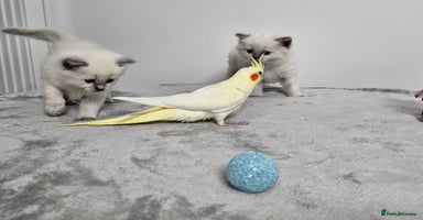 Ragdoll cats Purebred Blue Point Ragdoll Kittens 🩷💙 - Advert 11