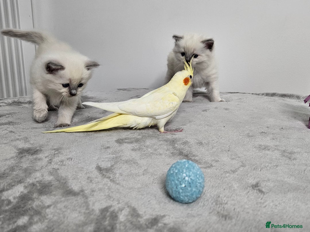 Ragdoll cats for sale: Purebred Blue Point Ragdoll Kittens 🩷💙 - Advert 4