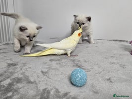 Ragdoll cats Purebred Blue Point Ragdoll Kittens 🩷💙 - Advert 11