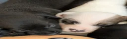 Mixed Breed dogs for sale: F1 jackain  - Advert 17