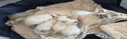 Ragdoll cats for sale: 4 FEMALE RAGDOLL KITTENS | PARENTS GCCF REGISTERED - Advert 1