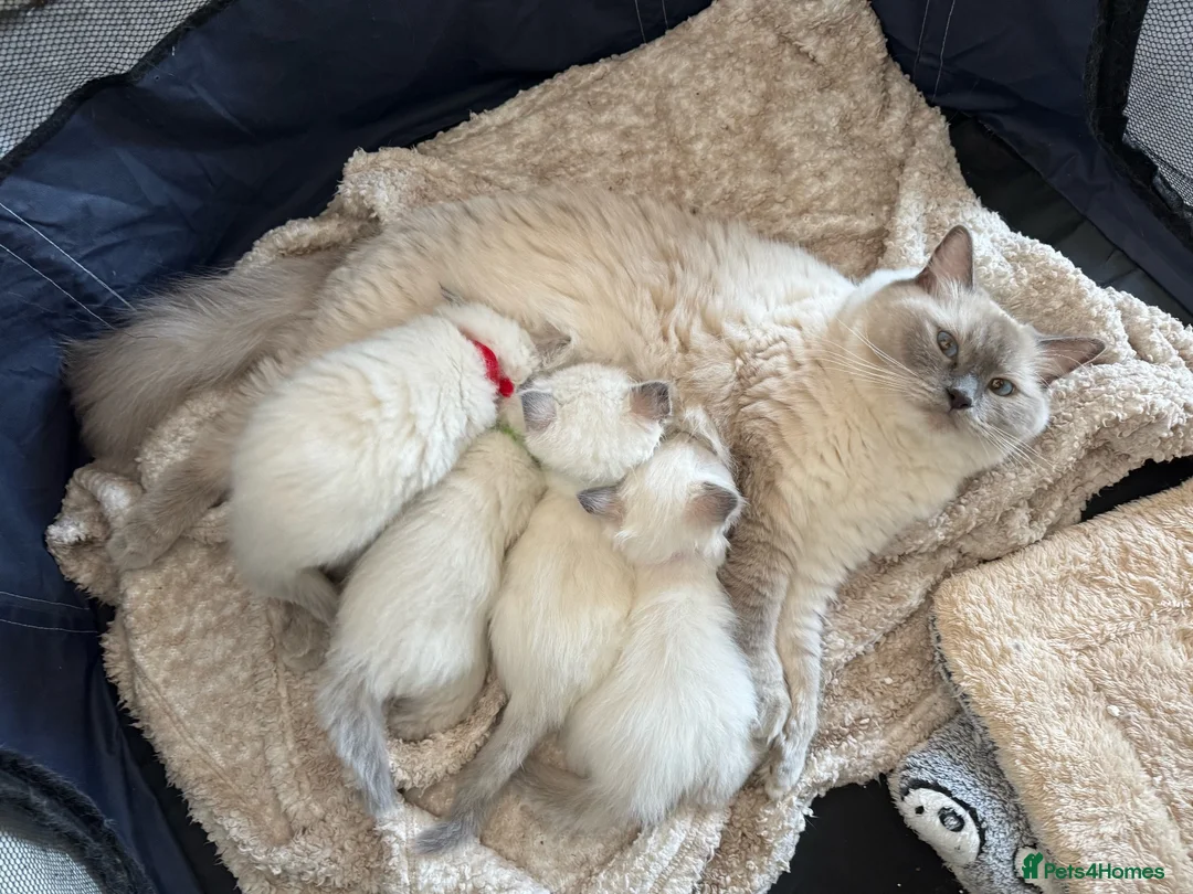Ragdoll cats for sale: 4 FEMALE RAGDOLL KITTENS | PARENTS GCCF REGISTERED - Advert 1