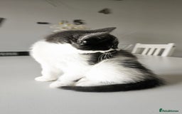 Mixed Breed cats for sale: 2 outstanding beauty girls  - Image 19