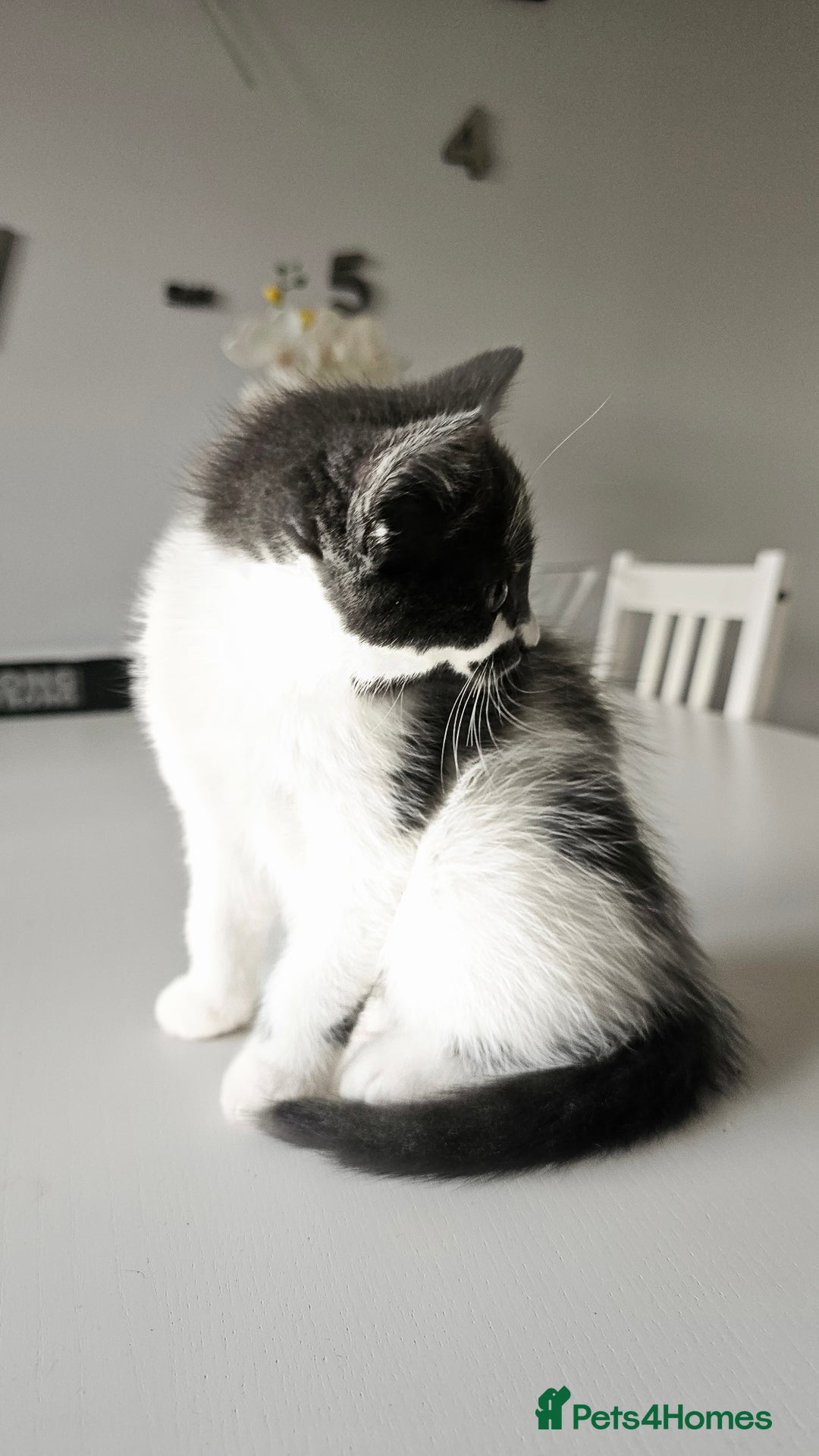 Mixed Breed cats for sale: 2 outstanding beauty girls  - Image 19