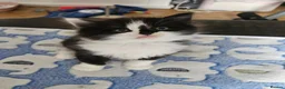 Mixed Breed cats for sale: 4 adorable kittens - Advert 8