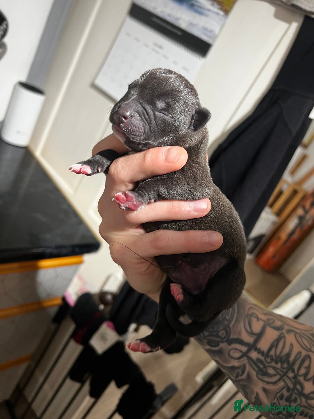 Mixed Breed dogs for sale: Blue american bulldog X belgian malinois - Image 3